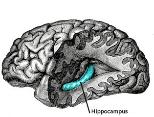 Hippokampusz